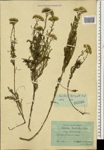 Achillea leptophylla M. Bieb., Caucasus, Stavropol Krai, Karachay-Cherkessia & Kabardino-Balkaria (K1b) (Russia)