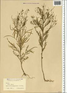 Sisymbrium altissimum L., Eastern Europe, Latvia (E2b) (Latvia)