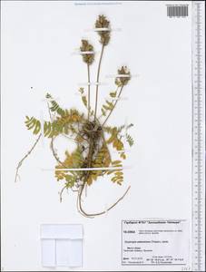 Oxytropis adamsiana (Trautv.)Jurtzev, Siberia, Central Siberia (S3) (Russia)