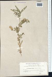 Astragalus camptoceras Bunge, Middle Asia, Syr-Darian deserts & Kyzylkum (M7)