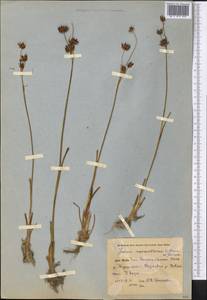 Juncus macrantherus V. I. Krecz. & Gontsch., Middle Asia, Pamir & Pamiro-Alai (M2) (Uzbekistan)