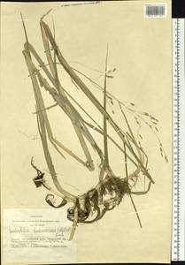 Scolochloa festucacea (Willd.) Link, Siberia, Altai & Sayany Mountains (S2) (Russia)