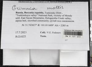 Grimmia mollis Bruch & Schimp., Bryophytes, Bryophytes - Baikal & Transbaikal regions (B18) (Russia)