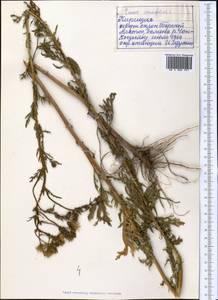 Jacobaea erucifolia subsp. erucifolia, Middle Asia, Northern & Central Tian Shan (M4) (Kyrgyzstan)
