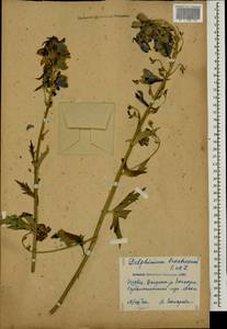 Delphinium bracteosum Sommier & Levier, Caucasus, Georgia (K4) (Georgia)