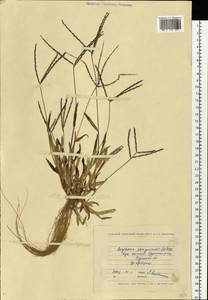Digitaria sanguinalis (L.) Scop., Eastern Europe, North Ukrainian region (E11) (Ukraine)