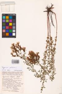 Hypericum perforatum L., Eastern Europe, Lower Volga region (E9) (Russia)