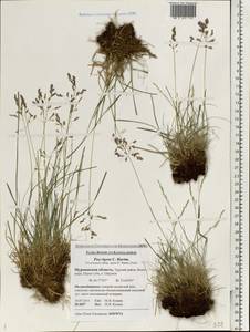 Poa pratensis L., Eastern Europe, Northern region (E1) (Russia)