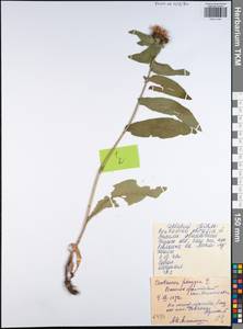 Centaurea phrygia L., Eastern Europe, Central region (E4) (Russia)