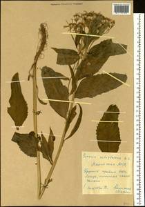 Senecio nemorensis L., Siberia, Yakutia (S5) (Russia)
