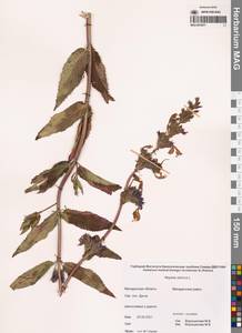 Nepeta sibirica L., Siberia, Chukotka & Kamchatka (S7) (Russia)