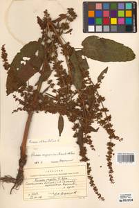 Rumex obtusifolius L., Siberia, Russian Far East (S6) (Russia)