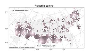 Pulsatilla patens (L.) Mill., Atlas of the Russian Flora (FLORUS) (Russia)