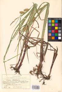 Carex vesicaria L., Eastern Europe, Moscow region (E4a) (Russia)