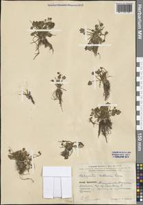 Halerpestes ruthenica (Jacq.) Ovcz., South Asia, South Asia (Asia outside ex-Soviet states and Mongolia) (ASIA) (China)