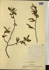 Carpinus betulus L., Western Europe (EUR) (Poland)