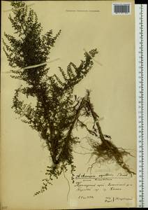 Artemisia scoparia Waldst. & Kit., Siberia, Russian Far East (S6) (Russia)