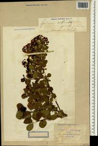 Spiraea trilobata L., South Asia, South Asia (Asia outside ex-Soviet states and Mongolia) (ASIA) (China)