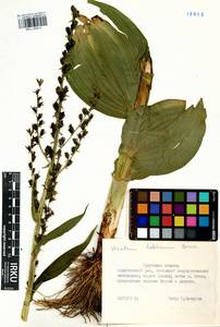 Veratrum lobelianum Bernh., Siberia, Baikal & Transbaikal region (S4) (Russia)