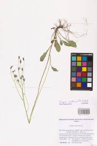 Crepis multicaulis Ledeb., Eastern Europe, Northern region (E1) (Russia)