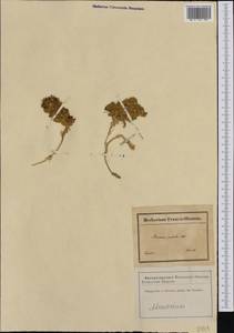 Honckenya peploides (L.) Ehrh., Western Europe (EUR) (France)