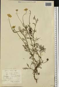 Cota monantha (Willd.) Oberpr. & Greuter, Eastern Europe, South Ukrainian region (E12) (Ukraine)