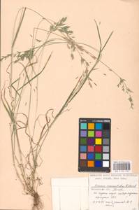 Bromus commutatus Schrad., Eastern Europe, Moscow region (E4a) (Russia)