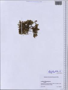 Cherleria biflora (L.) comb. ined., Western Europe (EUR) (Svalbard and Jan Mayen)