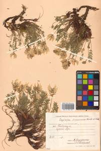 Oxytropis maydelliana Trautv., Siberia, Chukotka & Kamchatka (S7) (Russia)