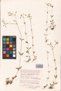 Cerastium holosteoides Fr., Eastern Europe, Lower Volga region (E9) (Russia)