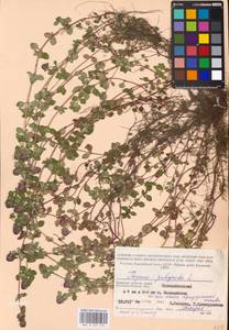 MHA 0 157 470, Thymus pulegioides L., Eastern Europe, Western region (E3) (Russia)