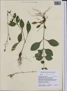 Silene viridiflora L., Western Europe (EUR) (Bulgaria)