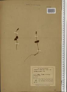 Neottia cordata (L.) Rich., Eastern Europe, Northern region (E1) (Russia)