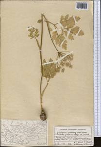 Kozlovia paleacea (Regel & Schmalh.) Lipsky, Middle Asia, Pamir & Pamiro-Alai (M2) (Uzbekistan)