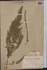 Artemisia ludoviciana Nutt., America (AMER) (United States)
