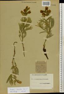Thermopsis lanceolata R.Br., Eastern Europe, Eastern region (E10) (Russia)