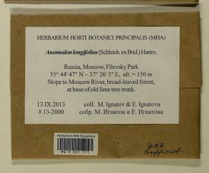 Anomodontella longifolia (Schleich. ex Brid.) Ignatov & Fedosov, Bryophytes, Bryophytes - Moscow City & Moscow Oblast (B6a) (Russia)