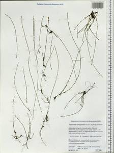 Equisetum variegatum Schleich., Siberia, Russian Far East (S6) (Russia)