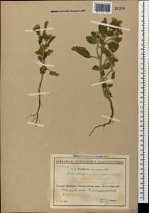 Heliotropium europaeum L., Caucasus, Black Sea Shore (from Novorossiysk to Adler) (K3) (Russia)