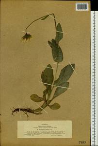 Doronicum altaicum Pall., Siberia, Western (Kazakhstan) Altai Mountains (S2a) (Kazakhstan)