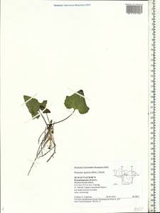 Petasites spurius (Retz.) Rchb., Eastern Europe, Central region (E4) (Russia)