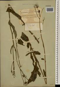 Sonchus arvensis L., Eastern Europe, South Ukrainian region (E12) (Ukraine)