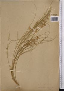 Eremosparton aphyllum (Pall.)Fisch. & C.A.Mey., Middle Asia, Muyunkumy, Balkhash & Betpak-Dala (M9) (Kazakhstan)