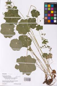Alchemilla heptagona Juz., Eastern Europe, Western region (E3) (Russia)