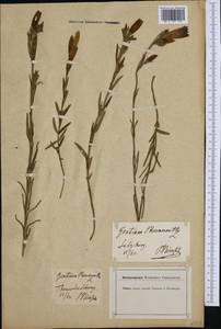 Gentiana pneumonanthe L., Western Europe (EUR) (Austria)