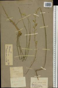 Erysimum quadrangulum Desf., Eastern Europe, Lower Volga region (E9) (Russia)