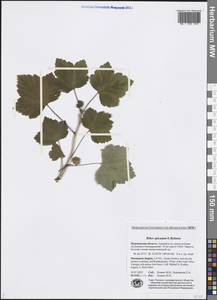 Ribes spicatum E. Robson, Eastern Europe, Northern region (E1) (Russia)