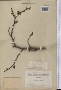 Hamamelis virginiana L., America (AMER) (Not classified)