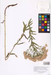 Galatella sedifolia subsp. dracunculoides (Lam.) Greuter, Eastern Europe, Lower Volga region (E9) (Russia)