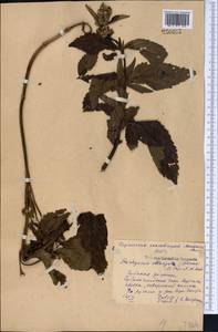 Stachyopsis oblongata (Schrenk) Popov & Vved., Middle Asia, Northern & Central Tian Shan (M4) (Kyrgyzstan)